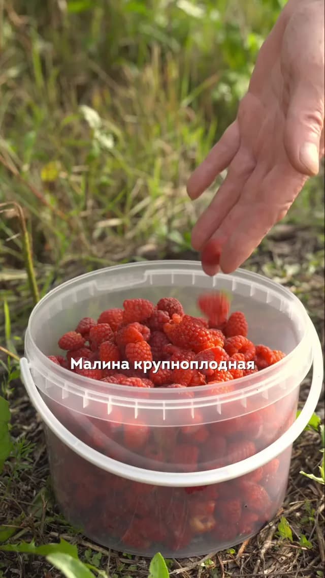 Сбор крупноплодной малины в хозяйстве
