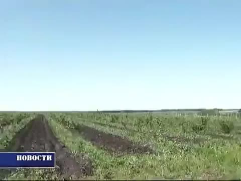 Фильм о питомнике «Чишминский Новый сад»