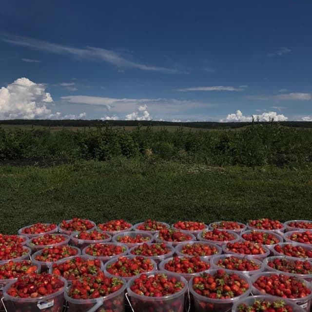 Собранная клубника в вёдрах на фоне поля