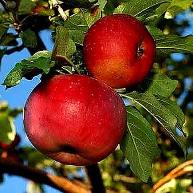 Яблоня Апорт